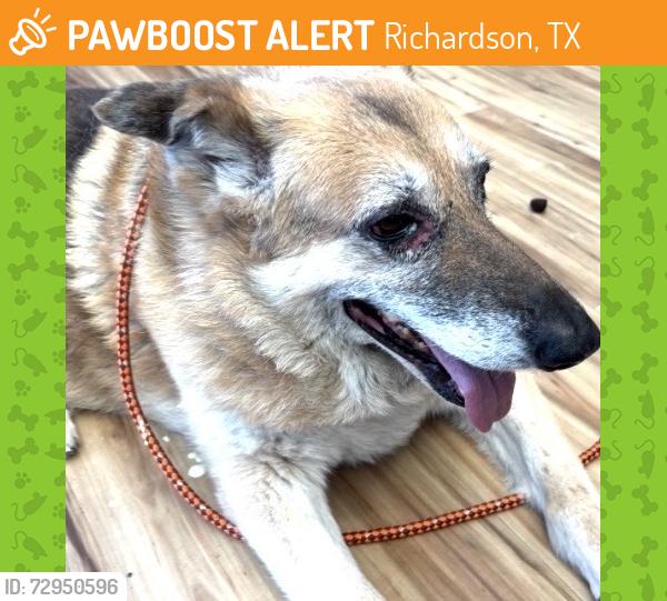 Found/Stray Female Dog last seen Near Shadyglen, Richardson, TX 75081