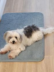 Reunited Male Dog last seen Near Biscayne Dr, Port Charlotte, FL 33953, USA, Port Charlotte, FL 33953