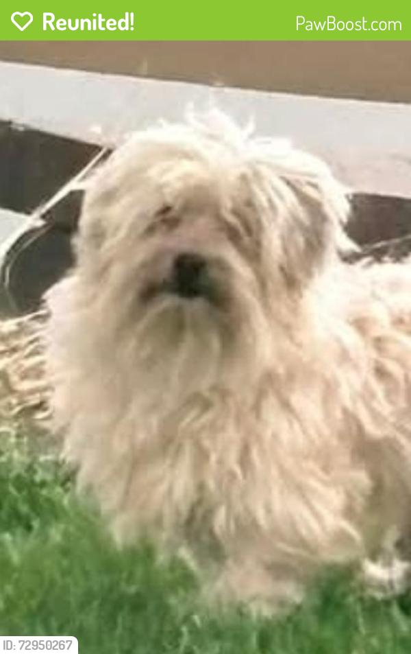 Reunited Male Dog last seen Girard Avenue South off of Burnsville PKWY, Apparently him and Cowboy CROSSED Burnsville parkway and area nearby Vista View Park, Burnsville, MN 55337