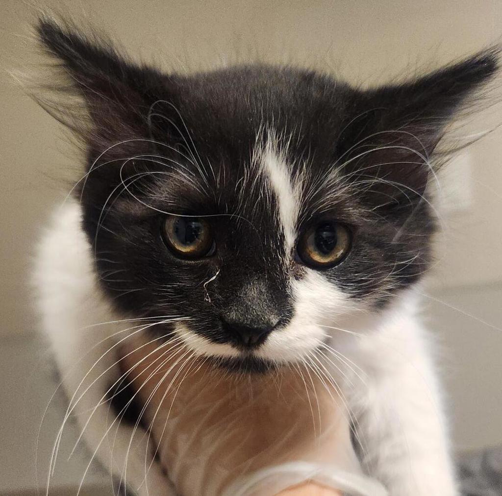 Shelter Stray Female Cat last seen near San Leandro Marina, fairway st, SAN LEANDRO, CA, 94579, 8323 Baldwin St, Oakland, CA 94621, USA