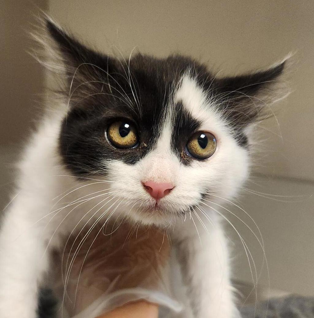 Shelter Stray Male Cat last seen near San Leandro Marina, fairway st, SAN LEANDRO, CA, 94579, 8323 Baldwin St, Oakland, CA 94621, USA