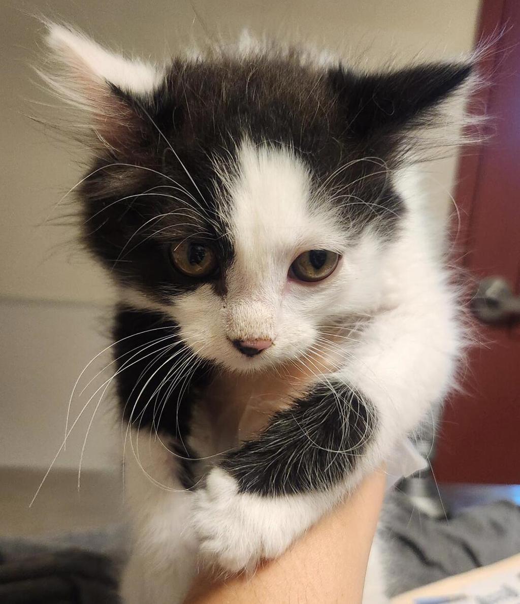 Shelter Stray Male Cat last seen near San Leandro Marina, fairway st, SAN LEANDRO, CA, 94579, 8323 Baldwin St, Oakland, CA 94621, USA
