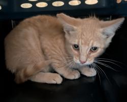 Shelter Stray Male Cat last seen Near Shooting Star Drive, San Diego, CA, 92173, San Diego, CA 92110