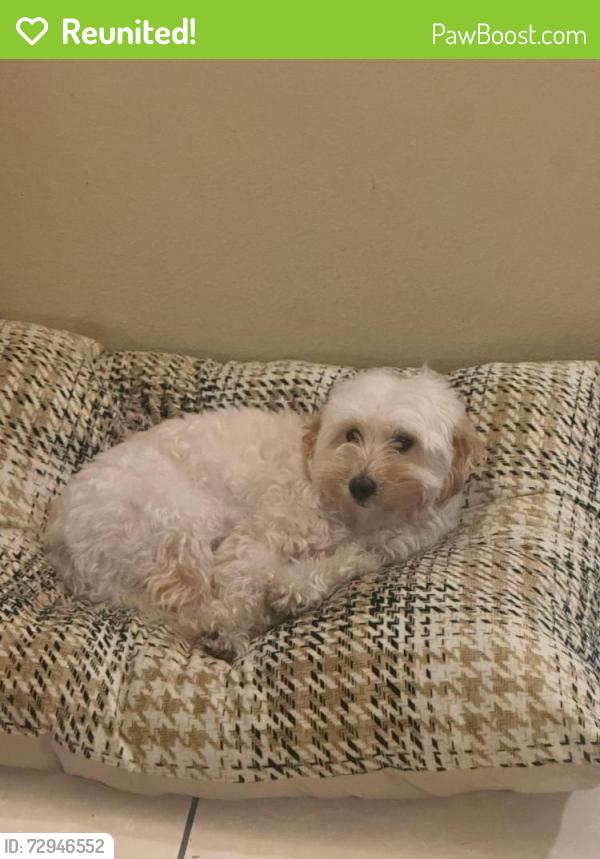 Reunited Male Dog last seen Westminster & Magnolia, Westminster, CA 92683