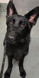 Shelter Stray Female Dog last seen Weston Parkway, CARY, NC, 27513, Raleigh, NC 27610