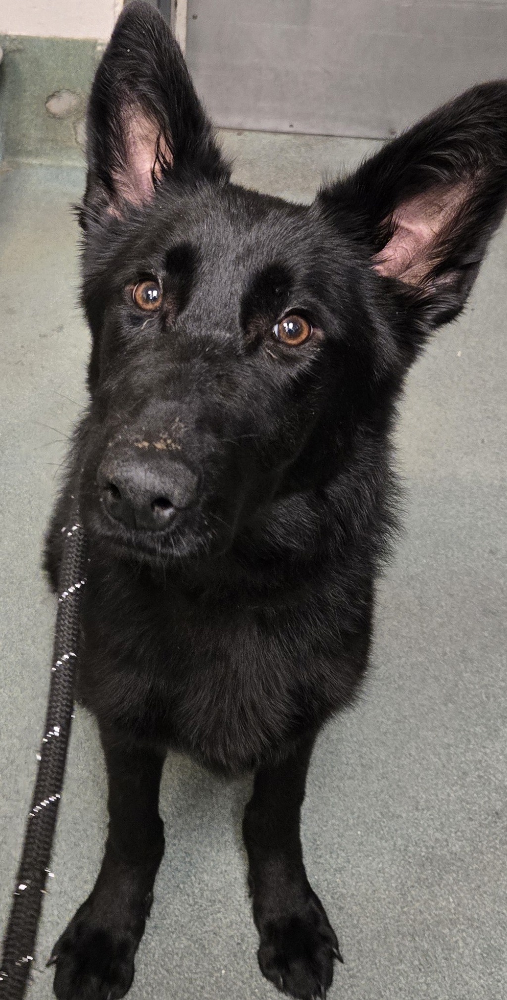 Shelter Stray Female Dog last seen Weston Parkway, CARY, NC, 27513, Raleigh, NC 27610