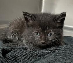 Shelter Stray Female Cat last seen Groundwater Place, RALEIGH, NC, 27610, Raleigh, NC 27610