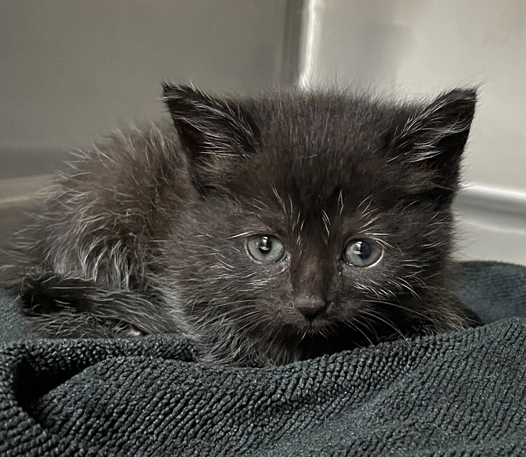 Shelter Stray Female Cat last seen Groundwater Place, RALEIGH, NC, 27610, Raleigh, NC 27610