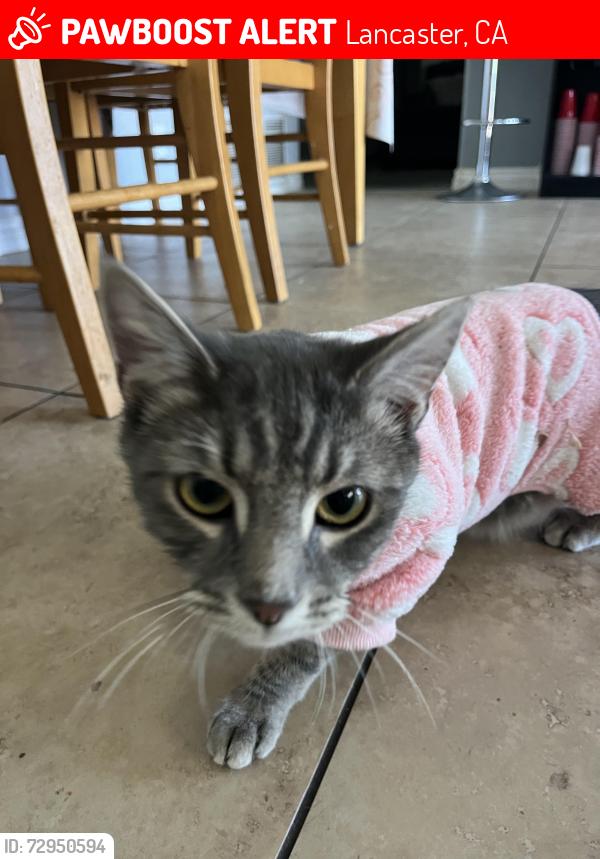 Lost Female Cat last seen Near E lingard st , Lancaster, CA 93535