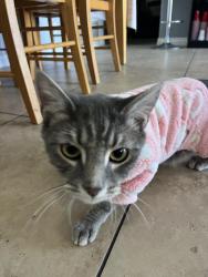 Lost Female Cat last seen Near E lingard st , Lancaster, CA 93535