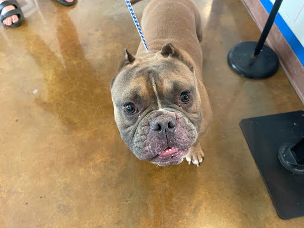 Shelter Stray Male Dog last seen Near Manor Road, AUSTIN, TX, 78723, Austin, TX 78702