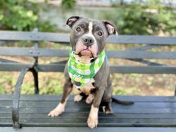 Shelter Stray Male Dog last seen Near W 135th Street Street, NEW YORK, NY, 10030, New York, NY 10029