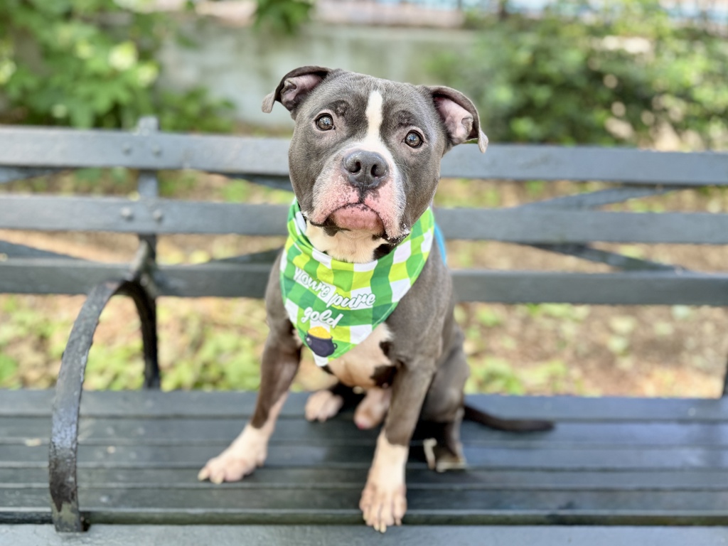 Shelter Stray Male Dog last seen Near W 135th Street Street, NEW YORK, NY, 10030, New York, NY 10029