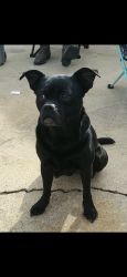 Reunited Female Dog last seen Valley Lane, Blount County, AL 35180