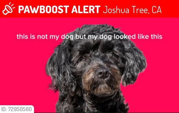 Lost Unknown Dog last seen Sun messa Rd, Joshua Tree, CA 92252