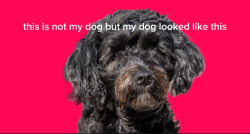 Lost Unknown Dog last seen Sun messa Rd, Joshua Tree, CA 92252