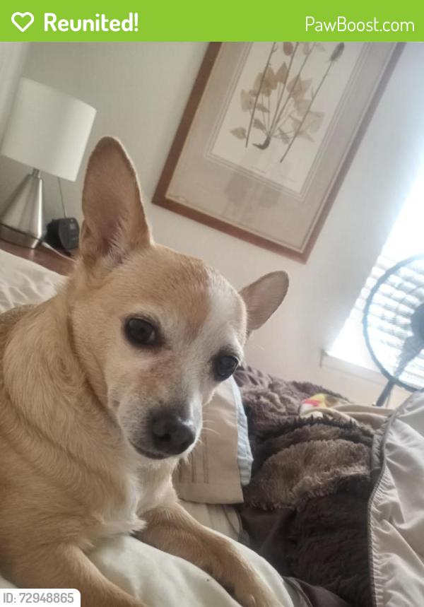 Reunited Female Dog last seen North Riverside & Thompson Rd, Fort Worth, TX 76137