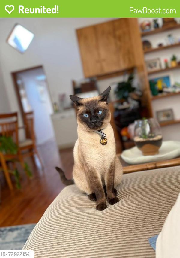 Reunited Male Cat last seen Roddebloem road, Cape Town, WC 7915