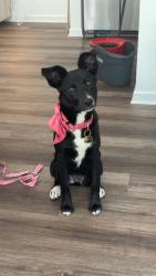 Reunited Female Dog last seen Ben Hur, Baton Rouge, LA 70820
