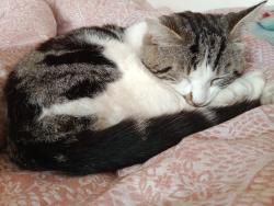 Reunited Male Cat last seen Willowsbrook Road, Hurst Green, West Midlands, England B62 9RQ