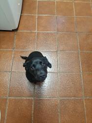 Found/Stray Female Dog last seen East Mountain & Rt 66, Kernersville, NC 27284