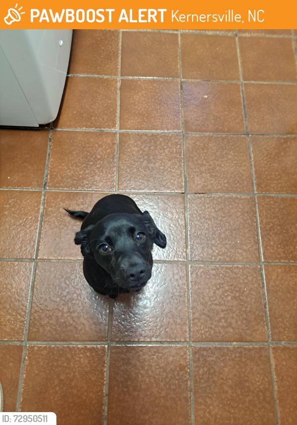 Found/Stray Female Dog last seen East Mountain & Rt 66, Kernersville, NC 27284