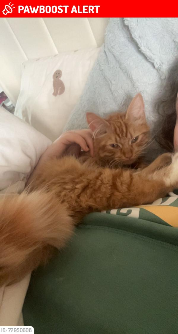 Lost Female Cat last seen Nethertion , West Midlands, England DY2 9AJ