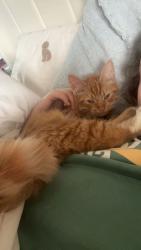 Lost Female Cat last seen Nethertion , West Midlands, England DY2 9AJ