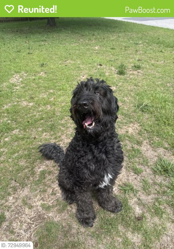 Reunited Male Dog last seen Heather St, Hope Mills, NC 28348, USA, Hope Mills, NC 28348