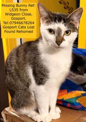 Reunited Female Cat last seen Widgeon close, sealark road, Hampshire, England PO12 4JG