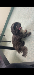 Lost Female Dog last seen Wible and Berkshire , Bakersfield, CA 93313