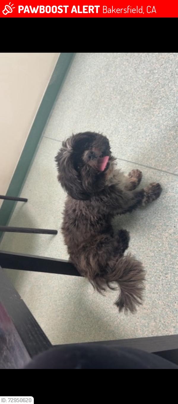 Lost Female Dog last seen Wible and Berkshire , Bakersfield, CA 93313