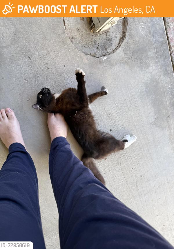 Found/Stray Unknown Cat last seen Buenaventura street and San Feliciano , Los Angeles, CA 91364