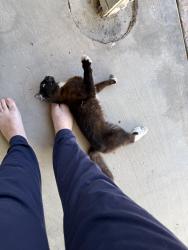 Found/Stray Unknown Cat last seen Buenaventura street and San Feliciano , Los Angeles, CA 91364