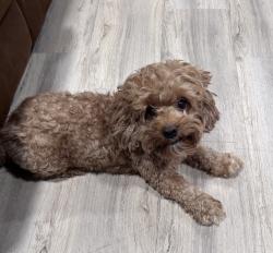 Lost Male Dog last seen Greenbriar elementary , Fort Worth, TX 76134