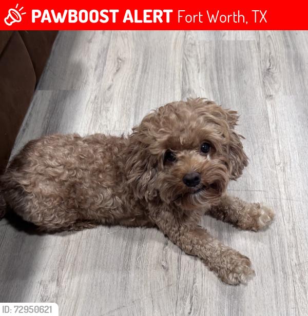 Lost Male Dog last seen Greenbriar elementary , Fort Worth, TX 76134