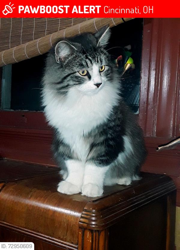 Lost Male Cat last seen Cincinnati, OH in backyard on Westwood Ave near Harrison Ave and Moellering Ave in South Fairmount, Cincinnati, OH 45214