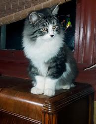 Lost Male Cat last seen Cincinnati, OH in backyard on Westwood Ave near Harrison Ave and Moellering Ave in South Fairmount, Cincinnati, OH 45214
