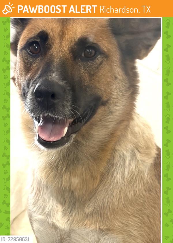 Found/Stray Female Dog last seen Near Roua Crest Dr, Richardson, TX 75081