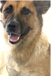 Found/Stray Female Dog last seen Near Roua Crest Dr, Richardson, TX 75081