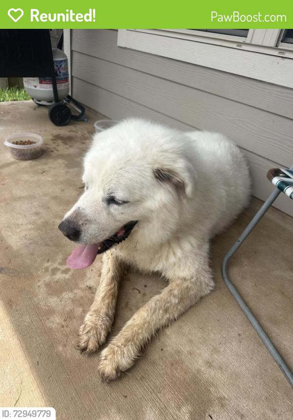 Reunited Female Dog last seen Mccaleb & Chapel Run, Montgomery, TX 77316