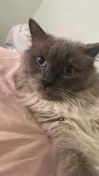 Reunited Male Cat last seen Near Allison Cir, Fairfax, VA 22030, USA, Fairfax, VA 22030