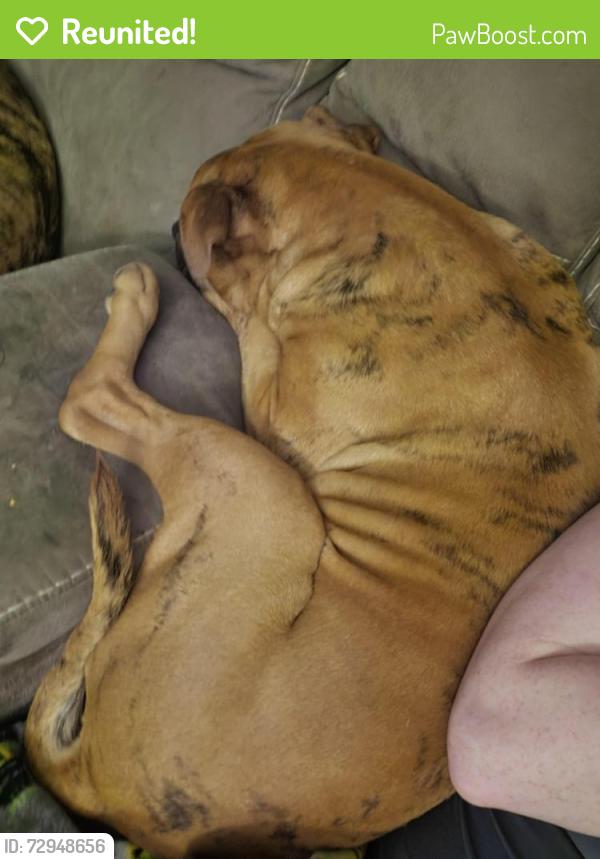 Reunited Male Dog last seen Broadway and marceau , St. Louis, MO 63111