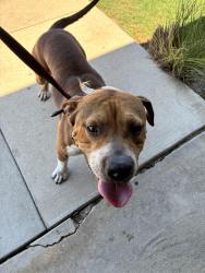 Found/Stray Male Dog last seen Forest hill, Forest Hill, TX 76119