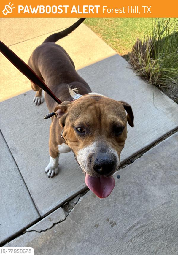 Found/Stray Male Dog last seen Forest hill, Forest Hill, TX 76119