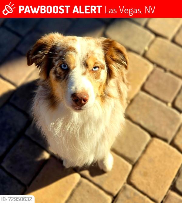 Lost Male Dog last seen Tree Line, Las Vegas, NV 89142