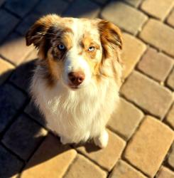Lost Male Dog last seen Tree Line, Las Vegas, NV 89142