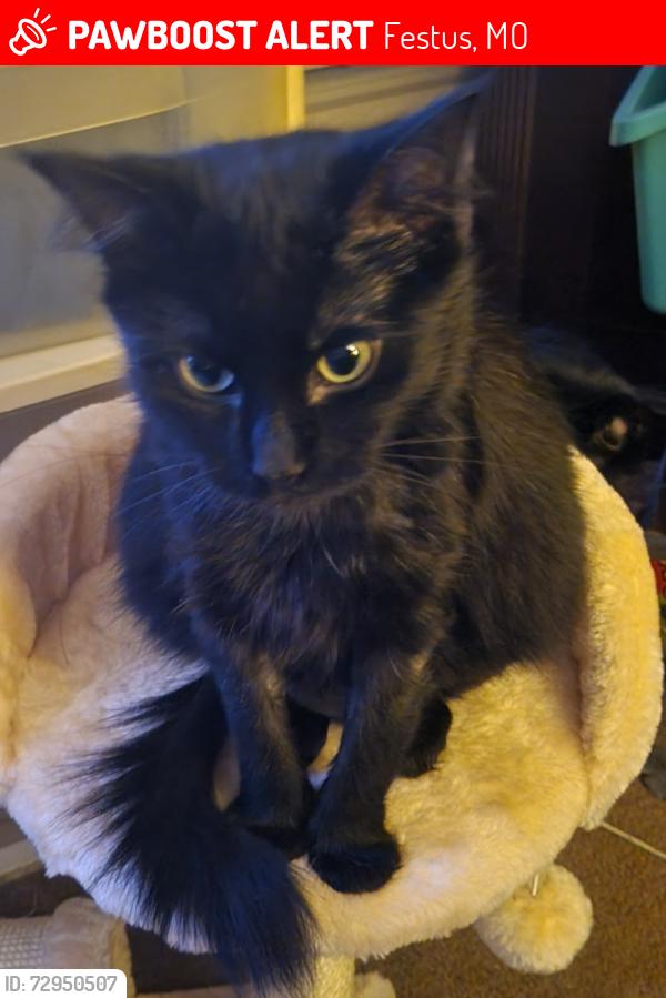 Lost Female Cat last seen Larry G Crites West City Park, Festus, MO 63028