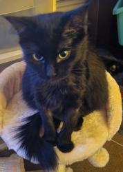 Lost Female Cat last seen Larry G Crites West City Park, Festus, MO 63028