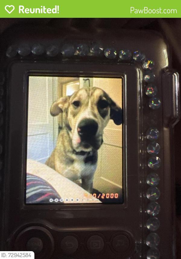 Reunited Male Dog last seen 7 mile and grand river ave , Redford Township, MI 48240
